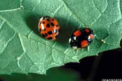 Multicolored Asian Lady Beetles