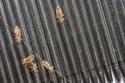 head lice on comb