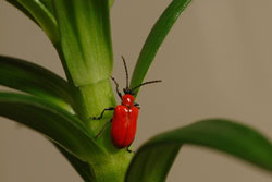 lily leaf beetle adult