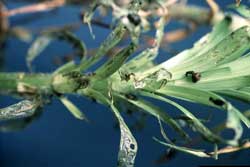 Damage to lily plant from lily leaf beetle