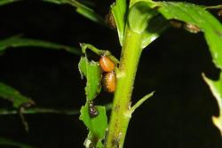 lily leaf beetle larvae