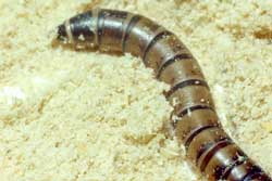 mealworm larva