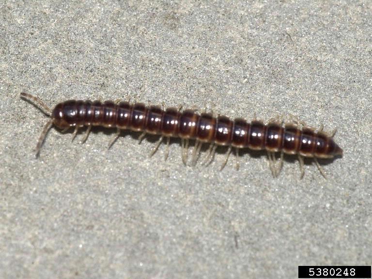 millipede big