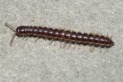 millipede