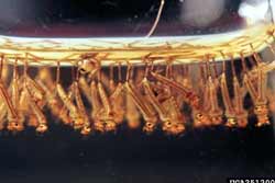 mosquito larvae