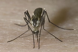 adult mosquito up close