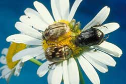 Oriental beetles in three color variations