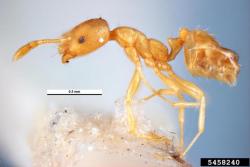 pharaoh ant adult side view
