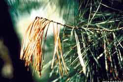 damage to pine caused by pine leaf adelgid