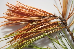 pine leaf adelgid damage