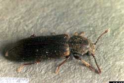 Southern lyctus beetle