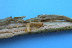 rednecked cane borer larva