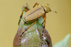 rose chafer adult beetle