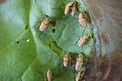 rose chafer adults on skeletonized leaf