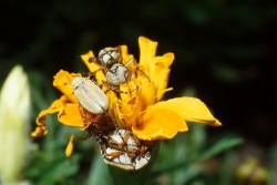 typical flower blossom damage by rose chafer
