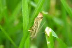 adult moth of sod webworm