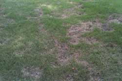 turf damage caused by sod webworm larvae
