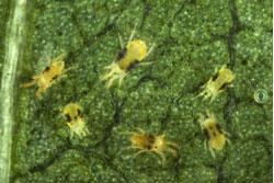 spider mites