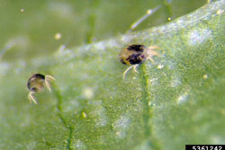 twospotted spider mites