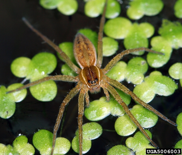 Some spiders may spin poisonous webs laced with neurotoxins