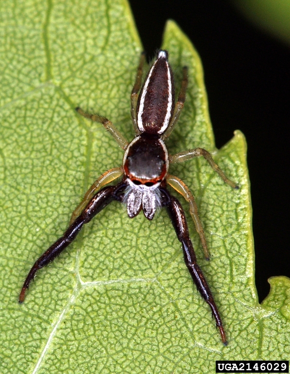 Are jumping spiders dangerous? - Rove Pest COntrol