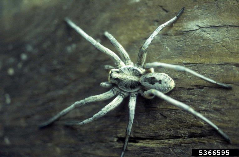 Maine is home to hundreds of spider species. Here's a guide.