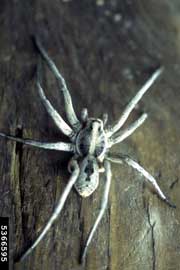 wolf spider