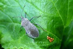 squash bug adult