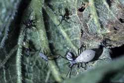 squash bug nymphs