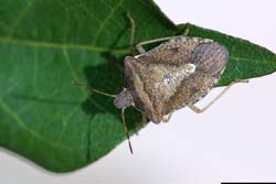 brown stink bug adult