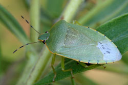 green stink bug adult