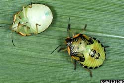 fifth instar nymphs green stink bug