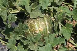 damage on melon caused by striped cucumber beetle feeding