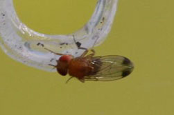 spotted wing drosophila adult