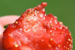 spotted wing drosophila larvae on strawberry