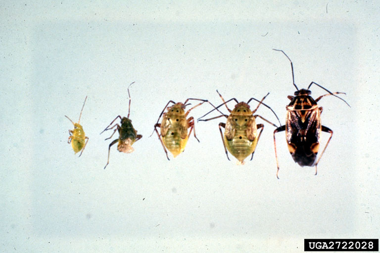 Tarnished shop plant bug