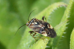 close-up of tarnished plant bug adult