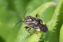 adult tarnished plant bug