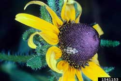 tarnished plant bug on flower