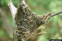 eastern tent caterpillars 