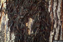 forest tent caterpillars