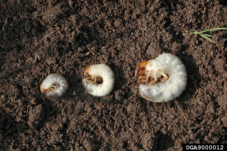 green june beetle life cycle