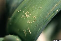 thrips nymphs on onion