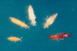 thrips-lifecycle-small.jpg