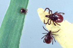 nymph and adult deer ticks