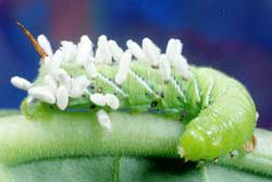 parasitized hornworm