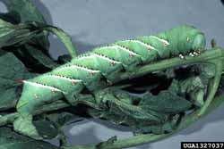 tobacco hornworm larvae