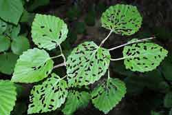 leaves showing adult chew pattern by viburnum leaf beetles