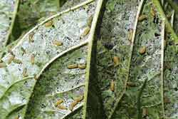 viburnum leaf beetle first instar larva