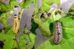viburnum leaf beetle second and third instar larva